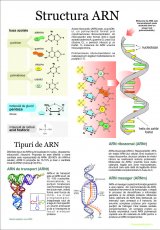 Structura ARN
