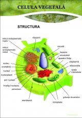 Celula vegetala