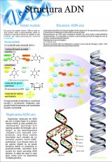 Structura ADN