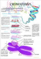 Cromozomul