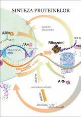 Sinteza proteinelor